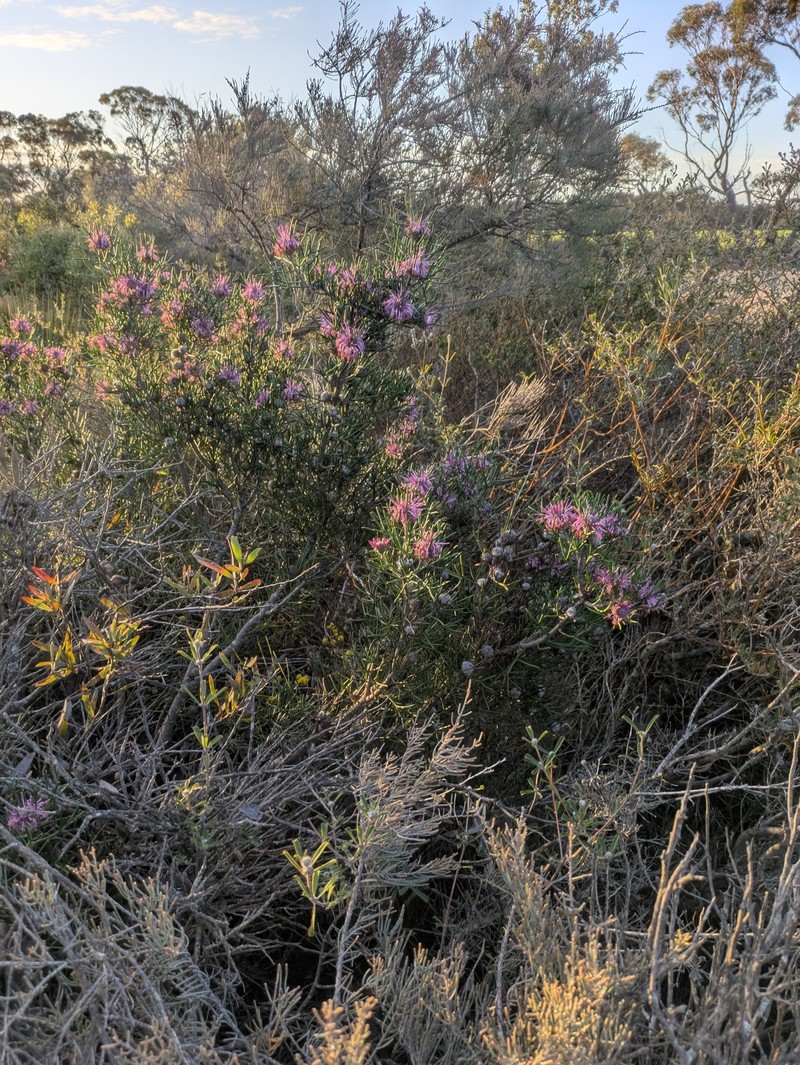 Isopogon formosus subsp. formosus photo 3