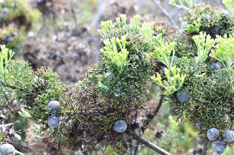 Isopogon formosus subsp. formosus photo 4