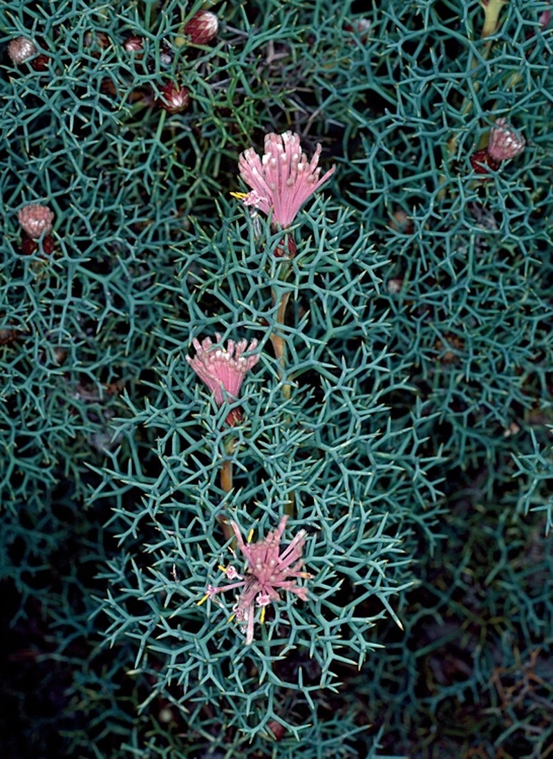 Isopogon gardneri