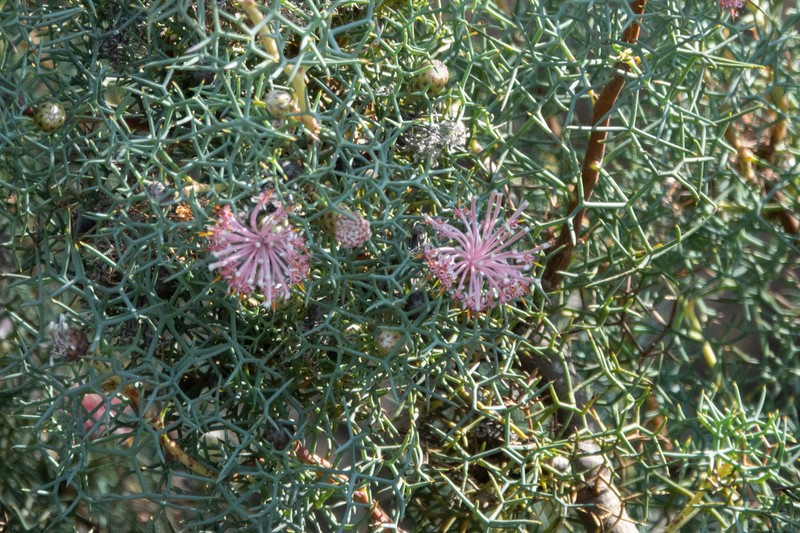 Isopogon gardneri photo 2