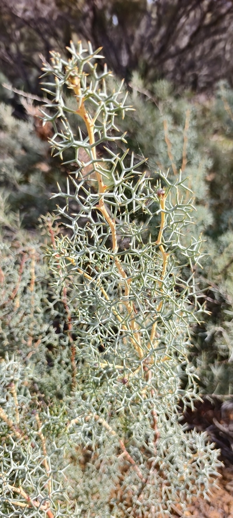 Isopogon gardneri photo 3