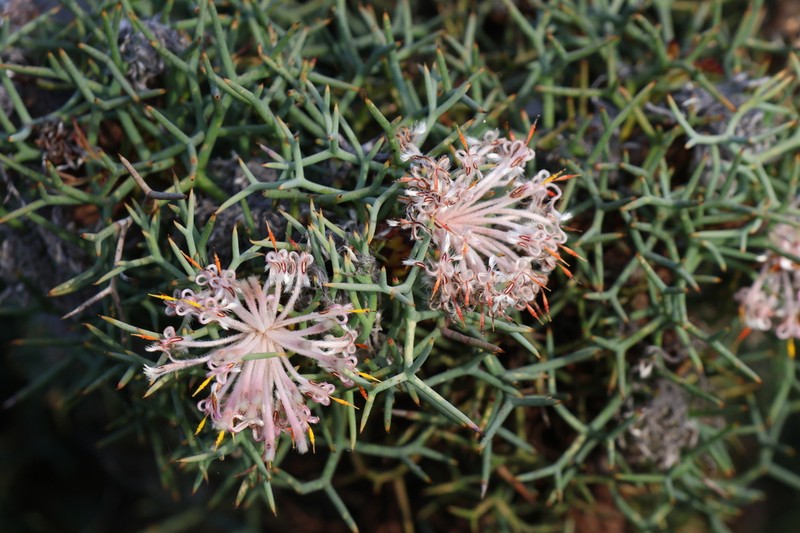 Isopogon gardneri photo 4