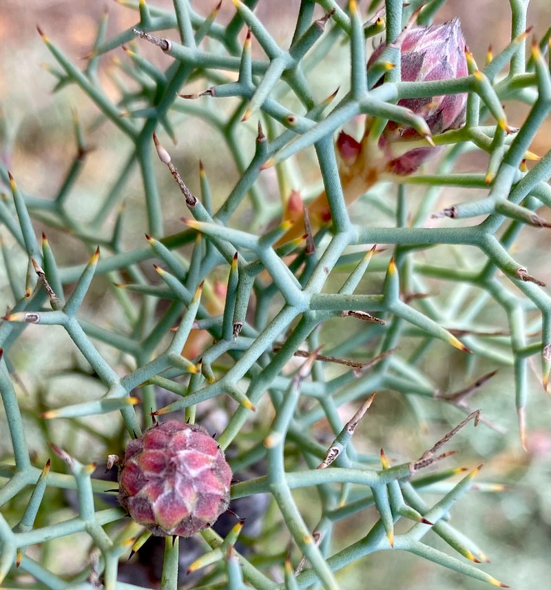 Isopogon gardneri photo 5