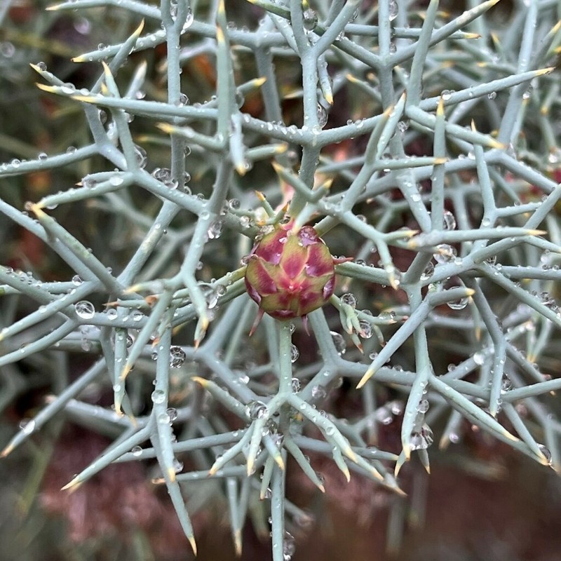 Isopogon gardneri photo 6