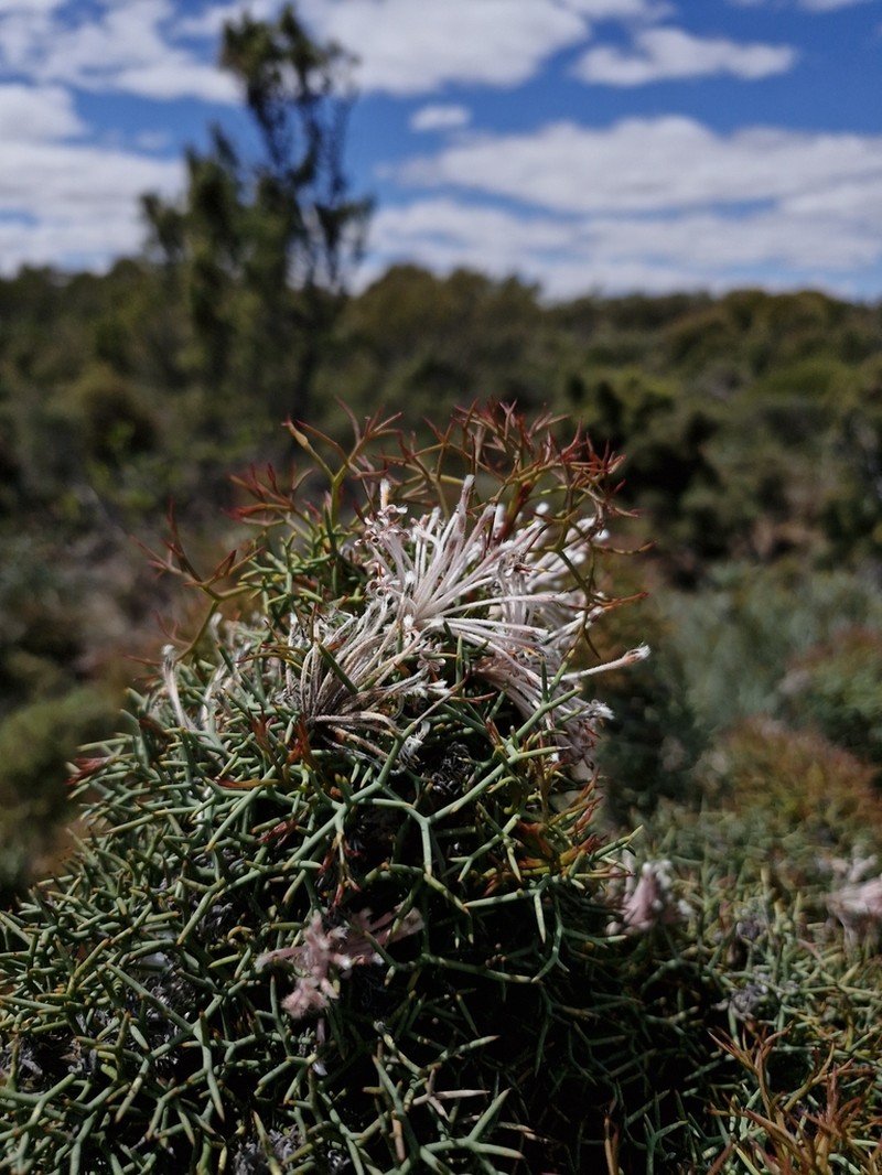 Isopogon gardneri photo 7