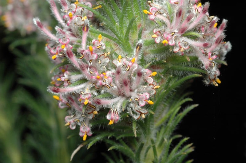 Isopogon inconspicuus