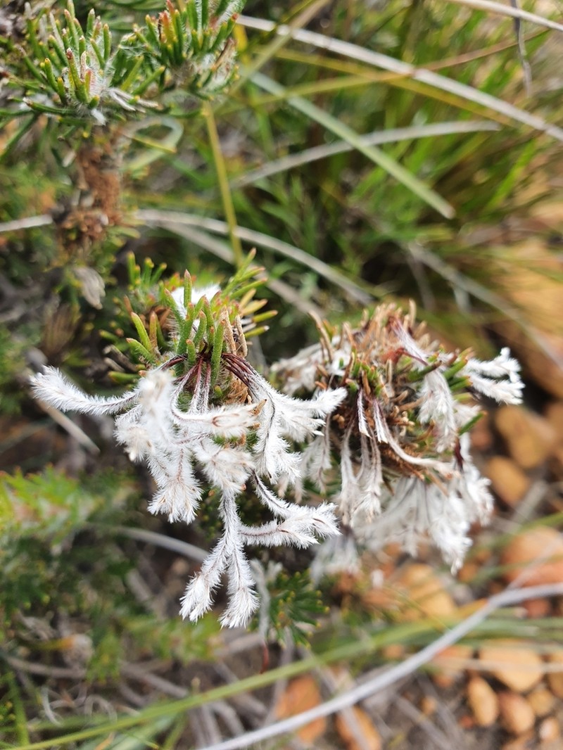 Isopogon inconspicuus photo 2