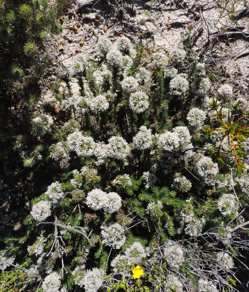 Isopogon inconspicuus photo 3