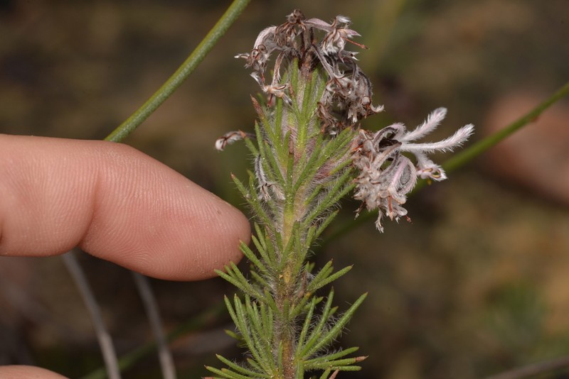 Isopogon inconspicuus photo 4