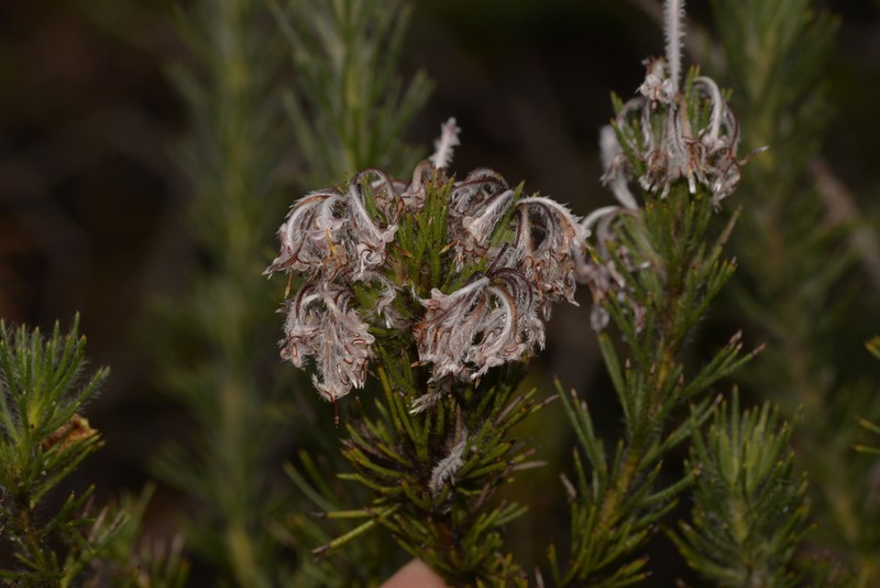 Isopogon inconspicuus photo 5