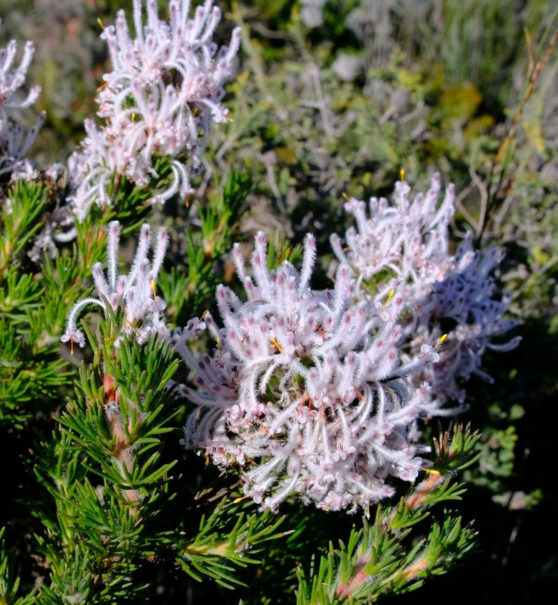 Isopogon inconspicuus photo 6
