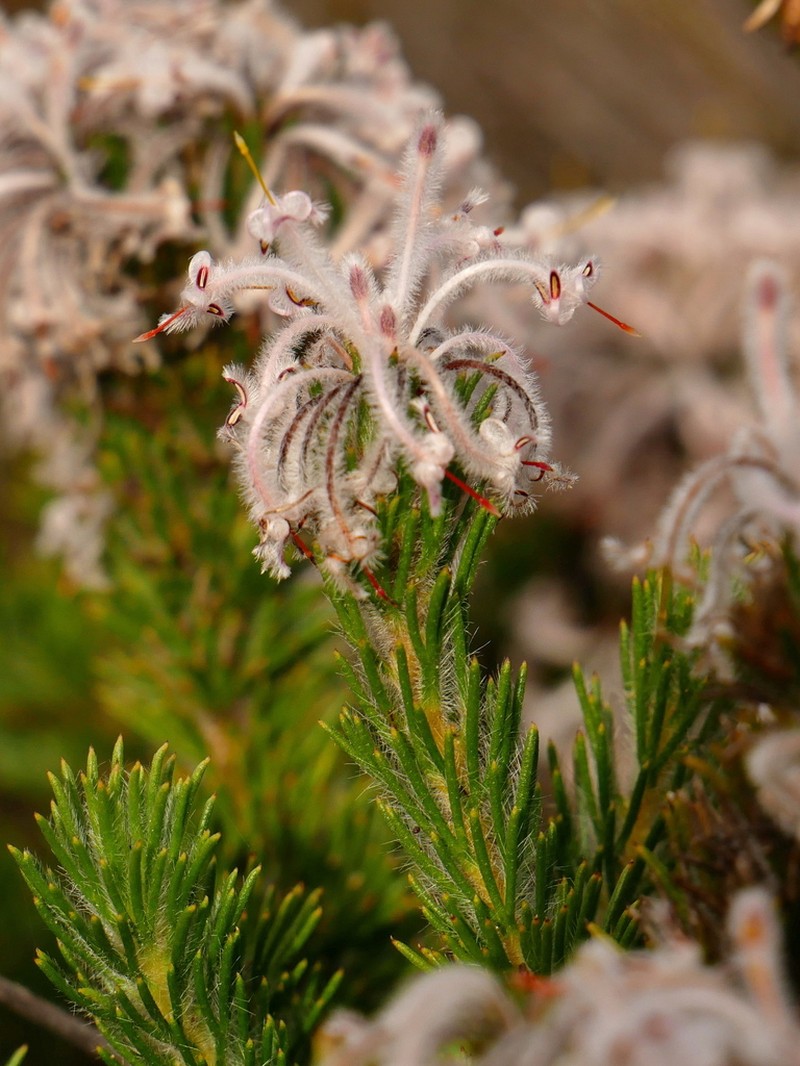 Isopogon inconspicuus photo 7