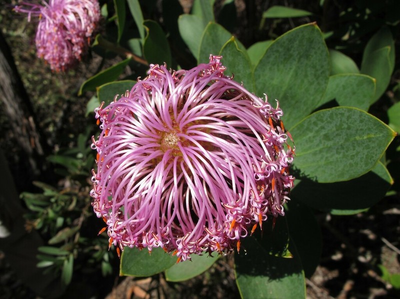 Isopogon latifolius photo 2