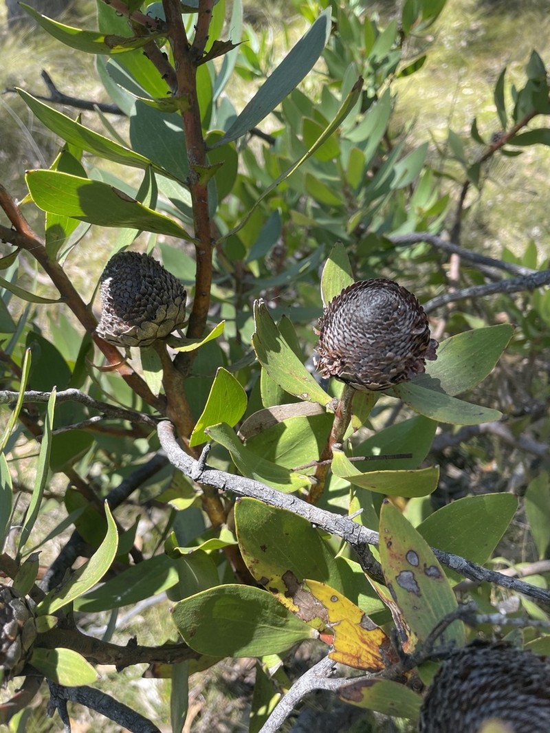Isopogon latifolius photo 3