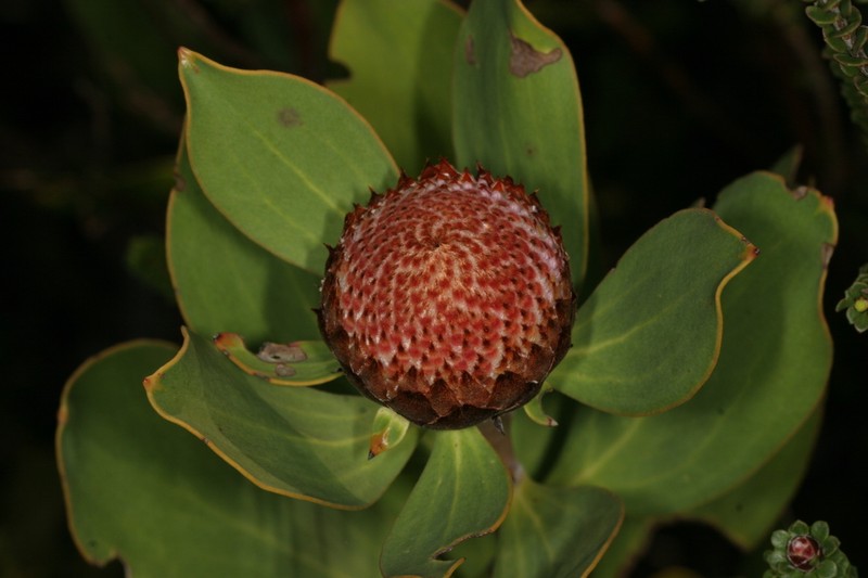 Isopogon latifolius photo 4