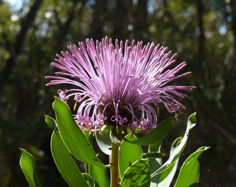 Isopogon latifolius photo 5