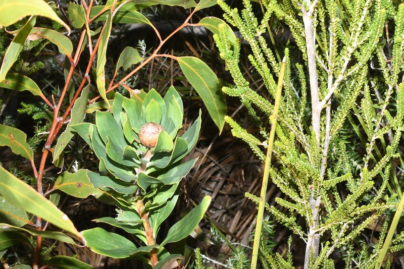 Isopogon latifolius photo 6