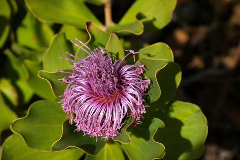 Isopogon latifolius photo 7