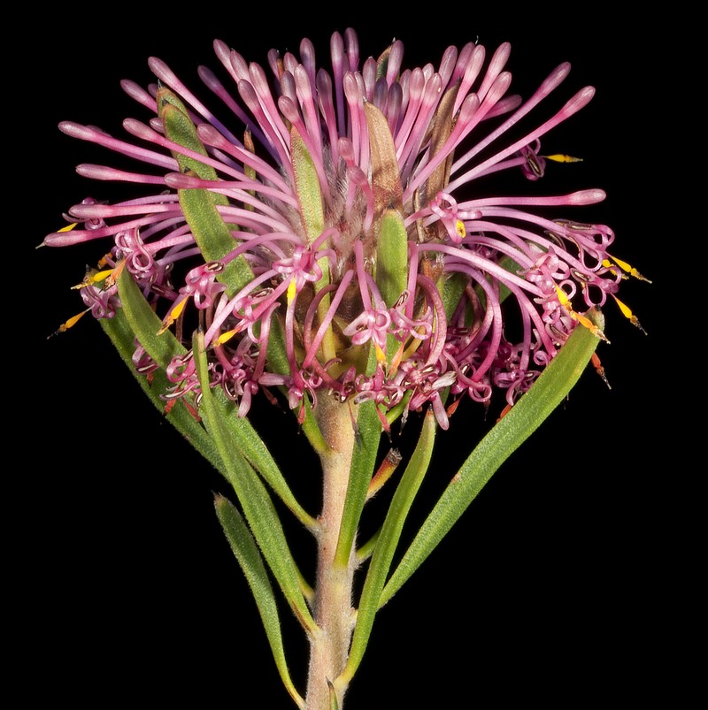 Isopogon linearis
