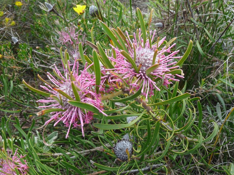 Isopogon linearis photo 2