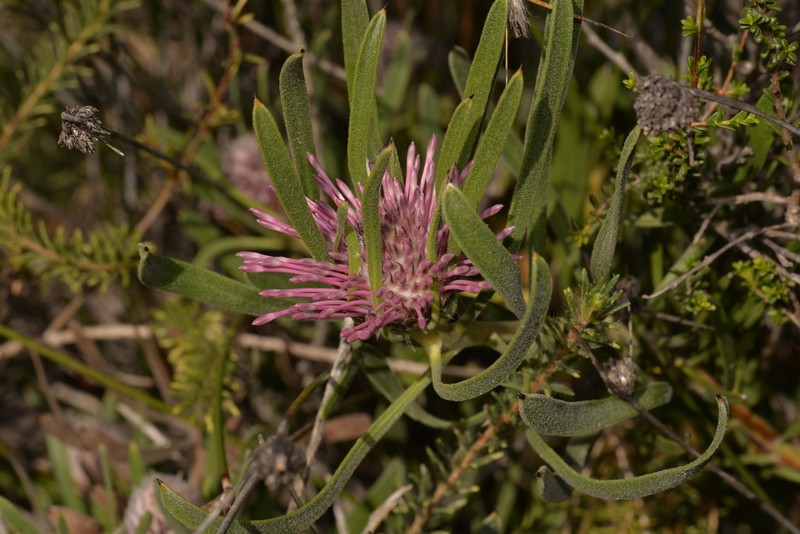 Isopogon linearis photo 3