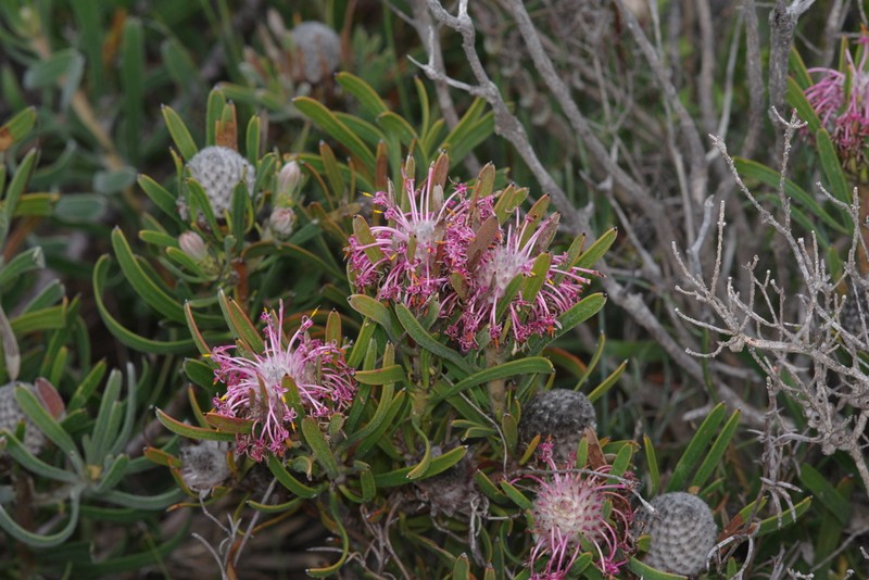 Isopogon linearis photo 4
