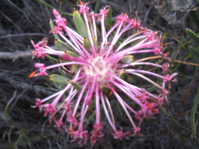 Isopogon linearis photo 5
