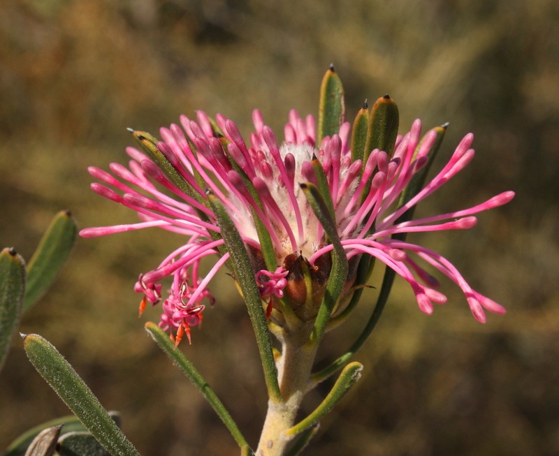 Isopogon linearis photo 6