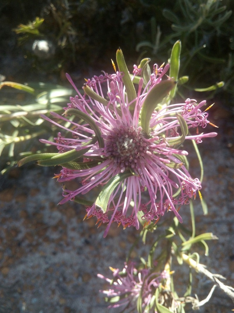 Isopogon linearis photo 7
