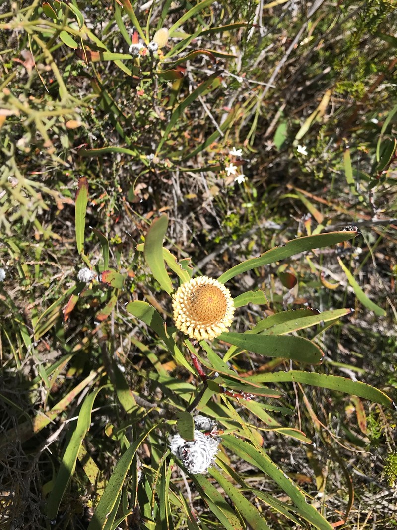 Isopogon longifolius