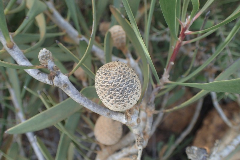 Isopogon longifolius photo 2