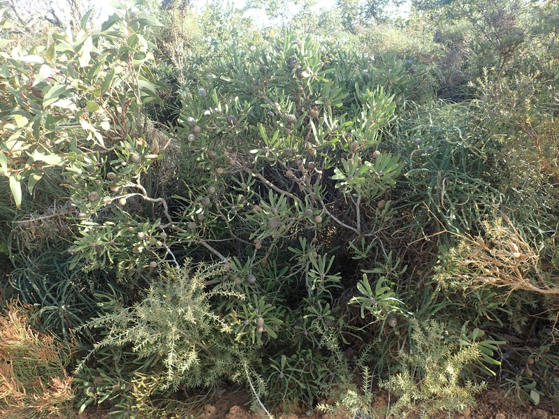 Isopogon longifolius photo 3