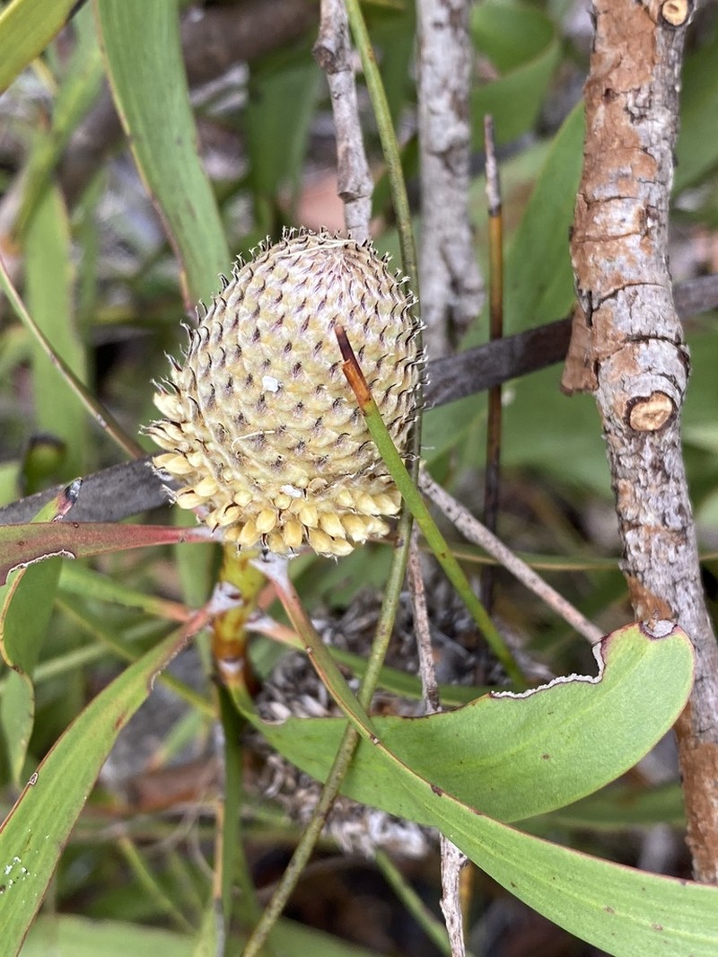 Isopogon longifolius photo 4