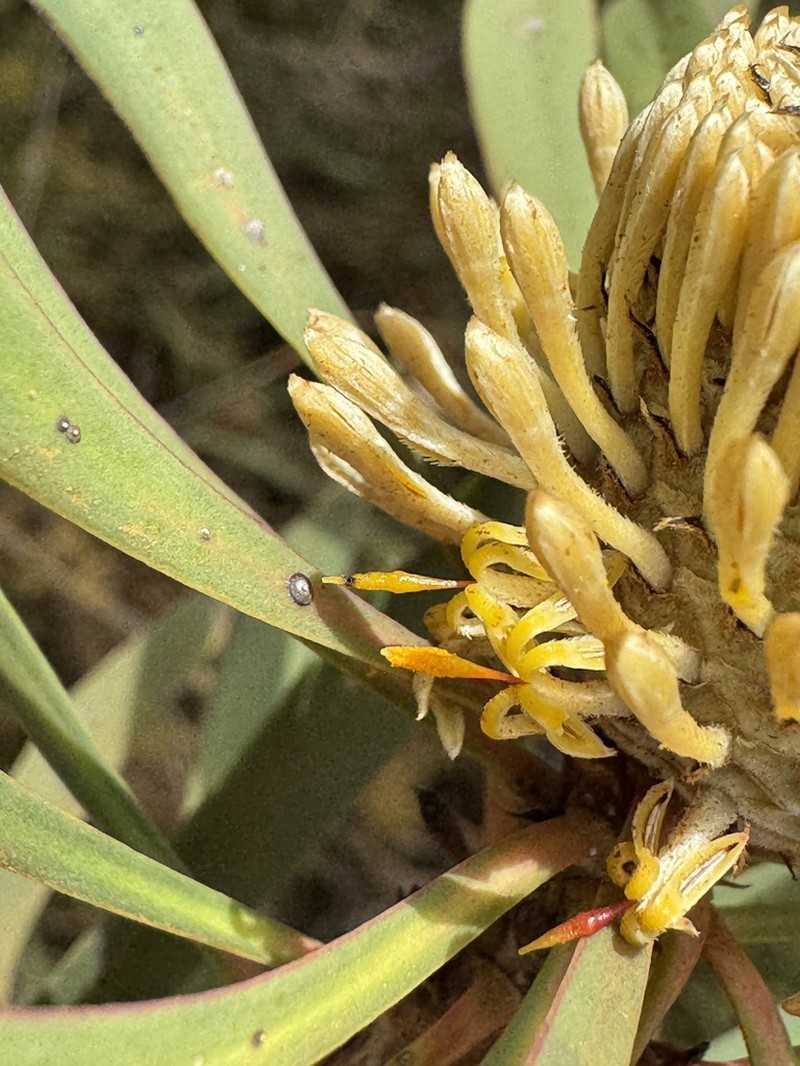 Isopogon longifolius photo 5