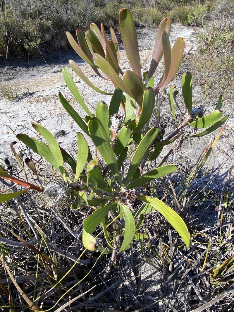Isopogon longifolius photo 6
