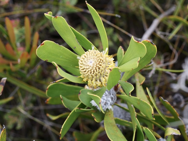Isopogon longifolius photo 7