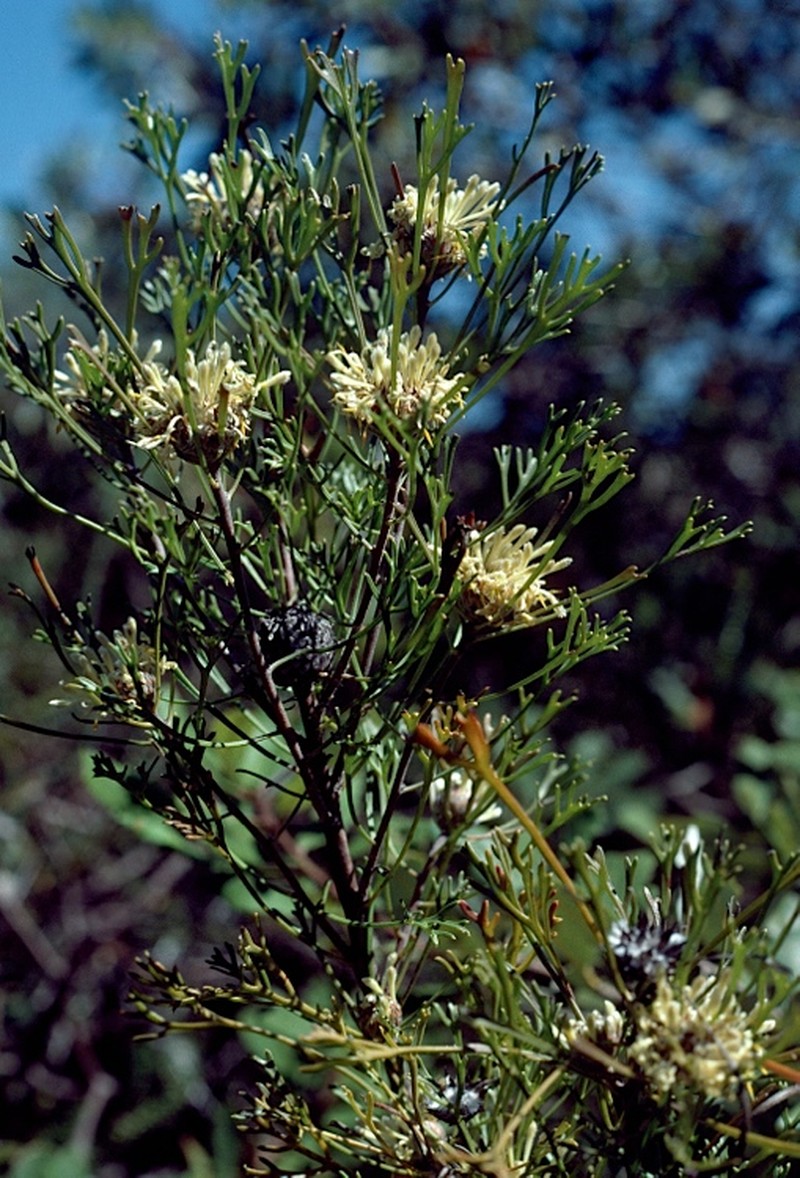 Isopogon mnoraifolius