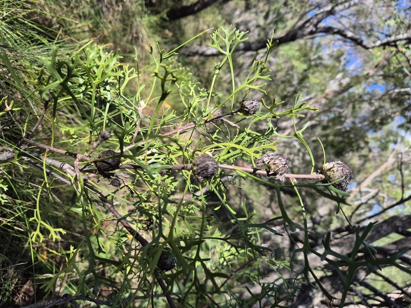 Isopogon mnoraifolius photo 2