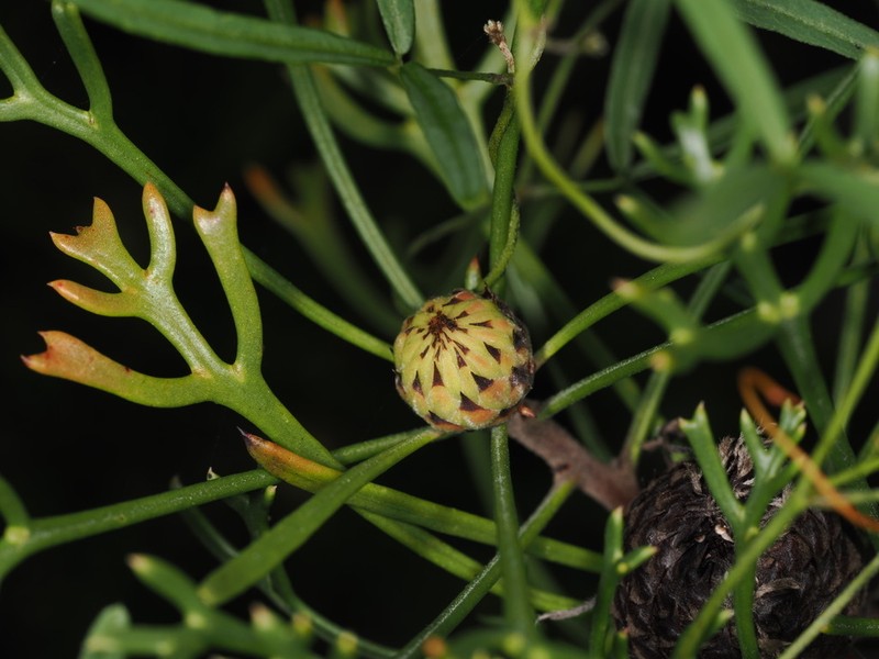 Isopogon mnoraifolius photo 3