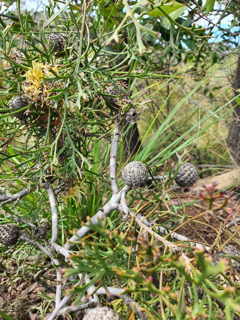 Isopogon mnoraifolius photo 4