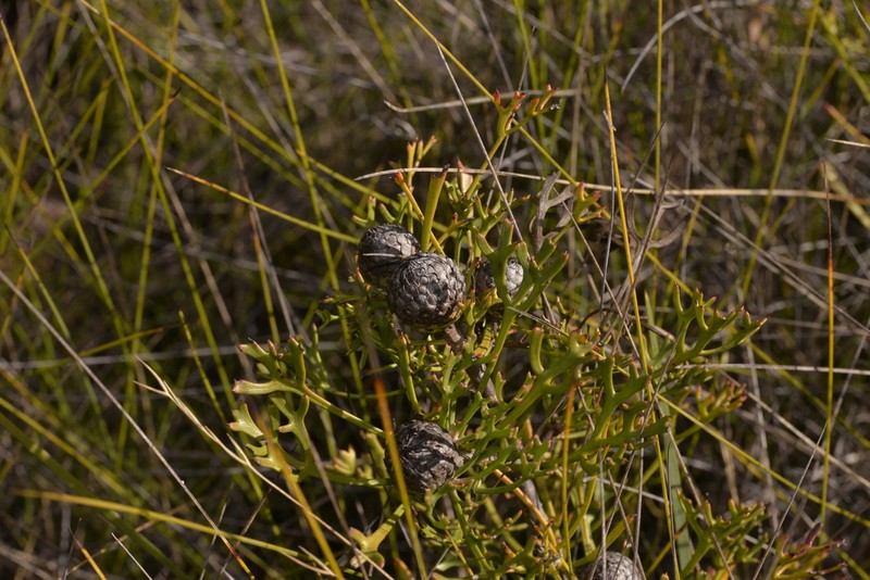 Isopogon mnoraifolius photo 5