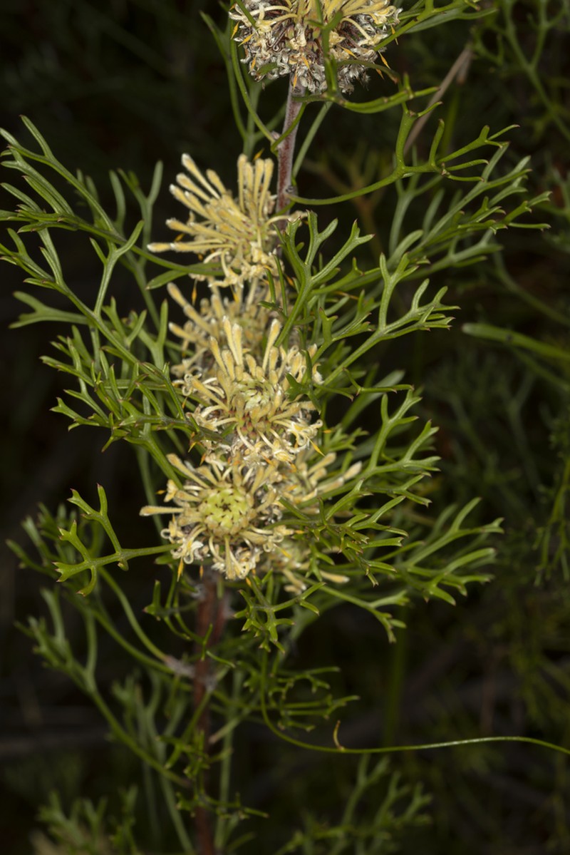 Isopogon mnoraifolius photo 6