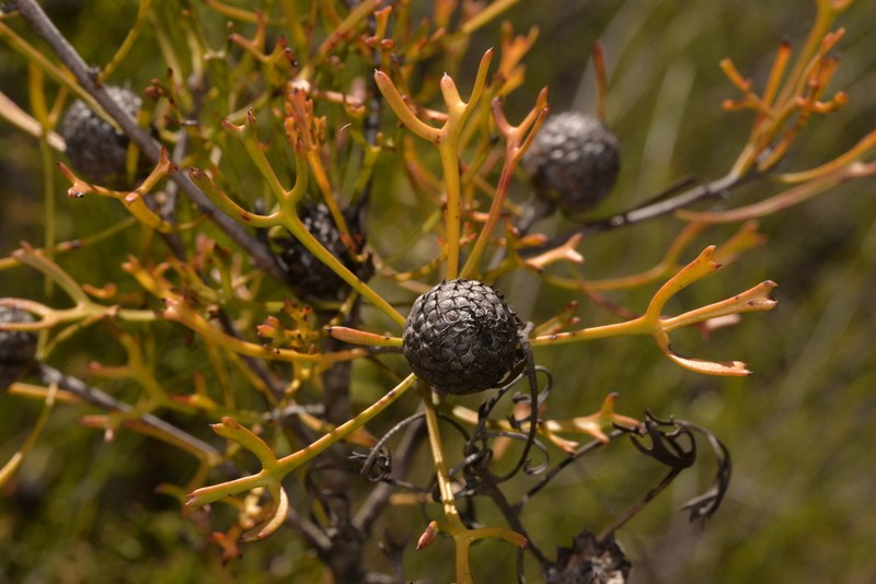 Isopogon mnoraifolius photo 7