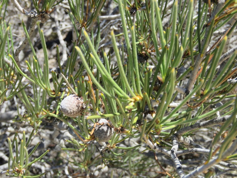 Isopogon nutans