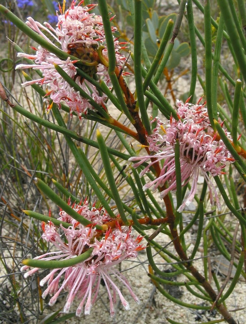 Isopogon nutans photo 2