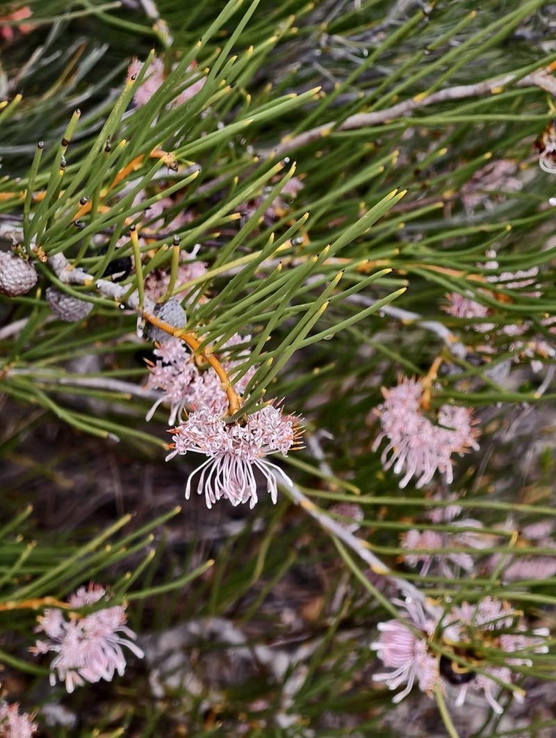 Isopogon nutans photo 3