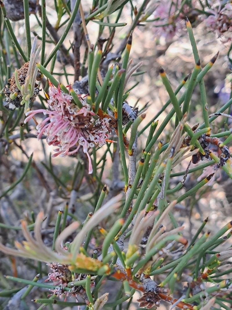 Isopogon nutans photo 4