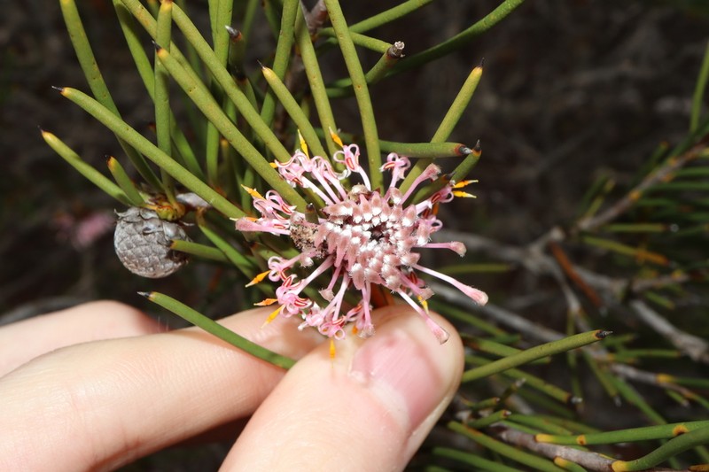 Isopogon nutans photo 5