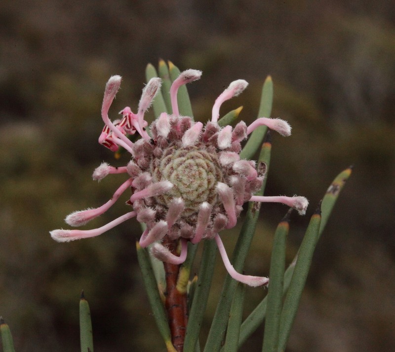 Isopogon nutans photo 6