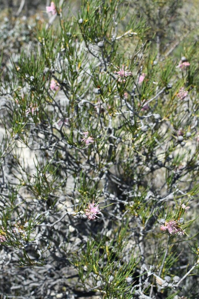 Isopogon nutans photo 7